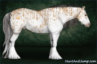 Horse Color:Bay Dun Sabino and Bay Dun Sabino Frame