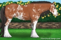 Horse Color:Bay Sabino  and Bay Sabino 