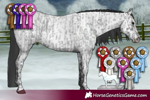 Horse Color:Blue Ice Roan  and Blue Ice Roan Appaloosa 
