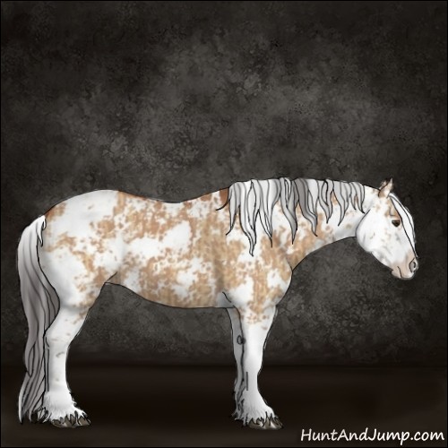 Horse Color:Bay Dun Sabino  and Bay Dun Sabino 