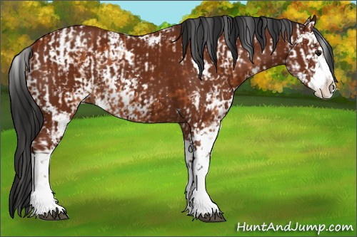 Horse Color:Bay Sabino  and Gray Bay Sabino 