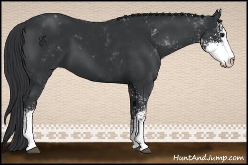 Horse Color:Black Sabino 