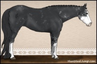 Horse Color:Black Sabino 