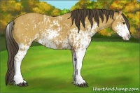 Horse Color:Buckskin Sabino and Buckskin Sabino