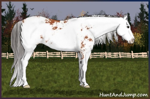 Horse Color:Bay Sabino  and Bay Sabino Splash 