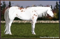 Horse Color:Bay Sabino  and Bay Sabino Splash 