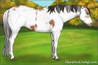 Horse Color:Bay Sabino  and Bay Sabino Frame 