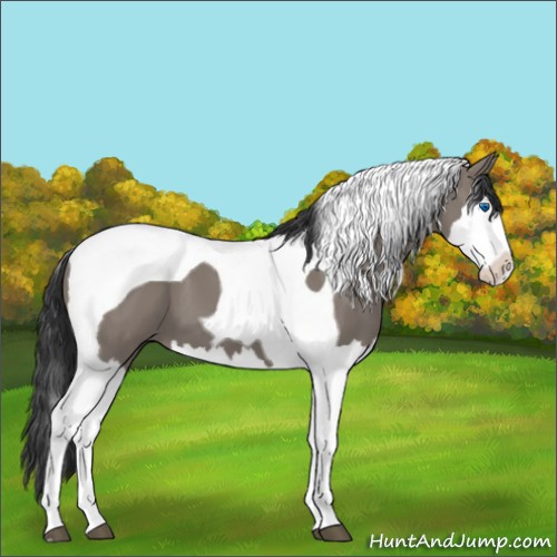 Horse Color:Grullo Splash Tobiano 