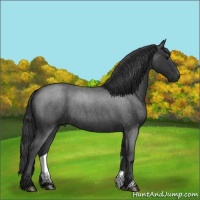 Horse Color:Blue Roan 
