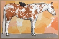 Horse Color:Bay Sabino and Silver Bay Sabino