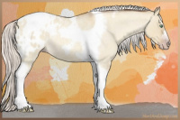 Horse Color:Gray Silver Amber Cream Champagne Roan Dun Splash Tobiano Frame Appaloosa Rabicano 