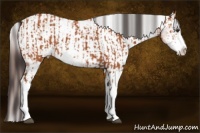 Horse Color:Bay Sabino and Bay Sabino Varnish