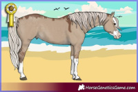Horse Color:Silver Grullo Splash 