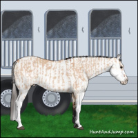 Horse Color:Bay Dun Sabino  and Bay Dun Sabino 
