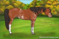 Horse Color:Bay Sabino  and Bay 