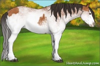 Horse Color:White Spotted Bay Splash and White Spotted Bay Splash