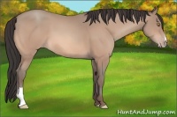 Horse Color:Amber Champagne 