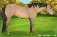 Horse Color:Amber Champagne 