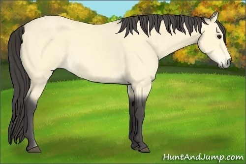 Horse Color:Buckskin 