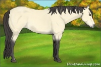Horse Color:Buckskin 