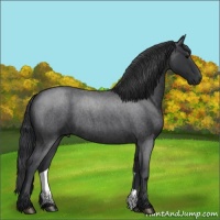 Horse Color:Blue Roan