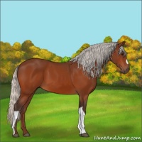 Horse Color:Silver Bay 