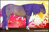 Horse Color:Watercolor Bay Rabicano 