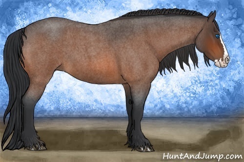 Horse Color:Bay Roan Splash