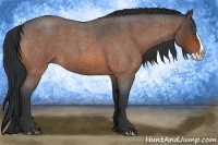 Horse Color:Bay Roan Splash 