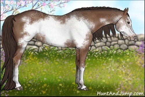 Horse Color:Liver Chestnut Frame