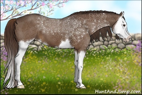 Horse Color:Liver Chestnut Splash 
