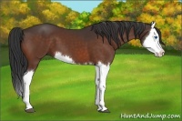 Horse Color:Bay Splash 