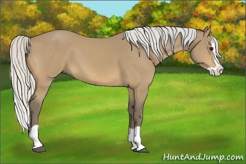 Horse Color:Silver Buckskin Splash 