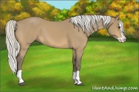 Horse Color:Silver Buckskin Splash