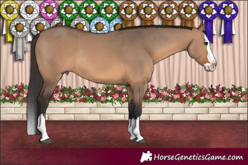 Horse Color:Brown Dun Splash Rabicano 
