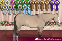 Horse Color:Brown Dun Splash Rabicano 