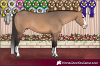 Horse Color:Brown Dun Splash Rabicano