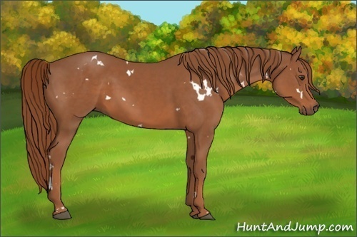 Horse Color:White Spotted Chestnut Rabicano 