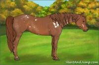 Horse Color:White Spotted Chestnut Rabicano 