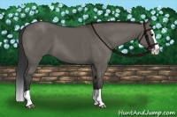 Horse Color:Grullo Splash 