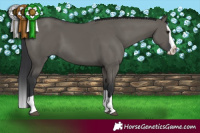 Horse Color:Grullo Splash 