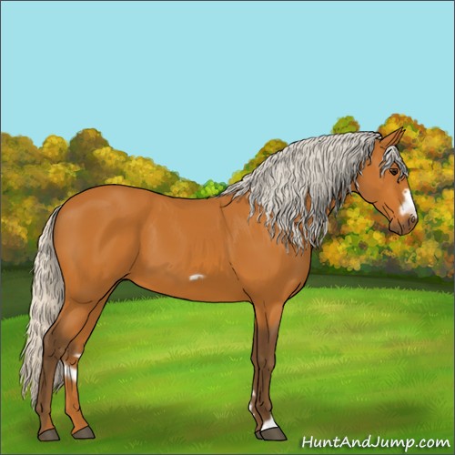Horse Color:Silver Bay Frame 