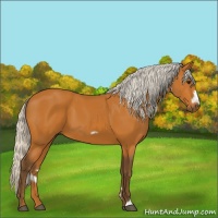 Horse Color:Silver Bay Frame 