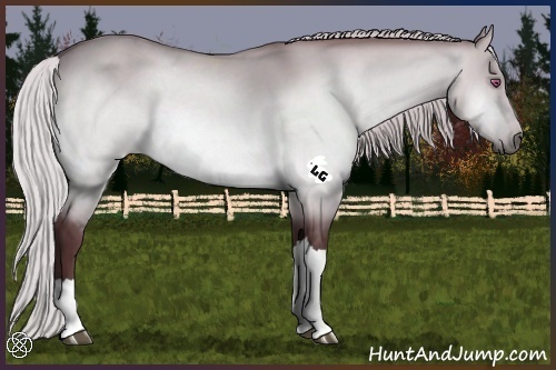 Horse Color:Chocolate Silver Brown Chinchilla Dun 