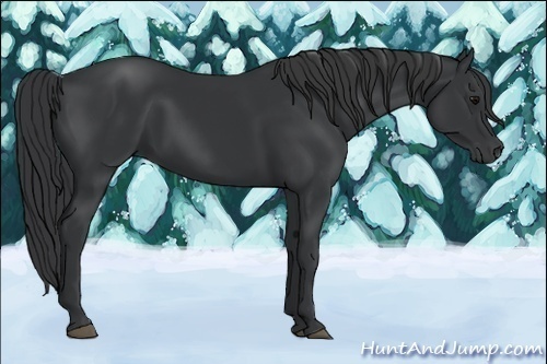 Horse Color:Black 