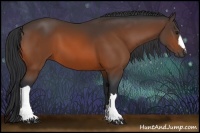 Horse Color:Bay 