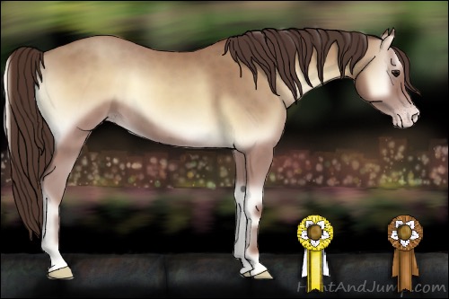 Horse Color:Classic Champagne Onyx 