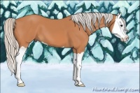 Horse Color:Silver Bay Splash 