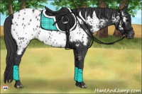 Horse Color:Black Appaloosa
