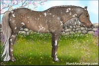 Horse Color:White Spotted Chocolate Palomino Rabicano